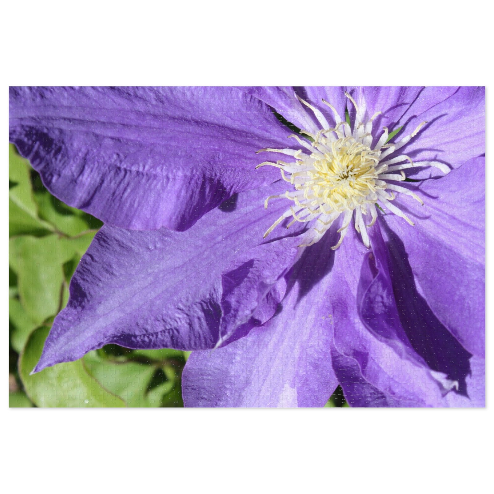 Clematis 1000-Piece Challenging Puzzle - Image 2
