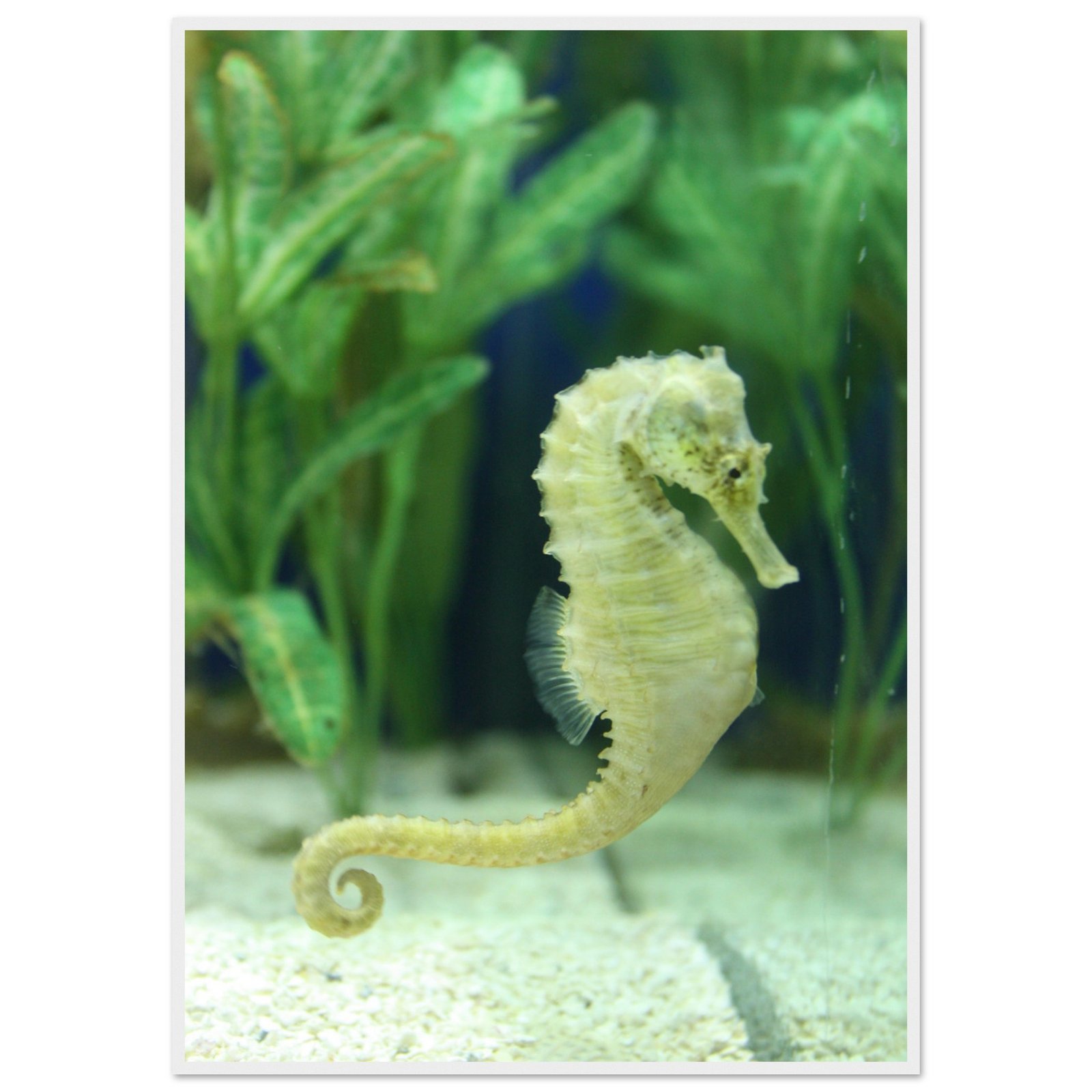 Seahorse Photograph Wall Art – Framed Poster with Vibrant Greens & Yellow - Ready to Hang